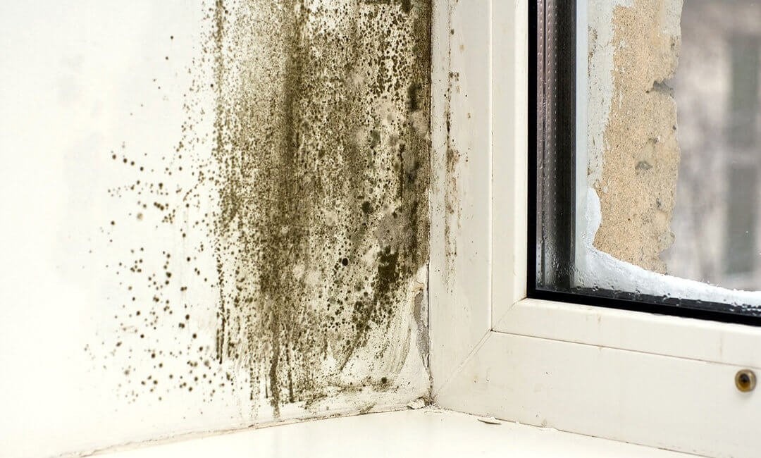 Плесень на облицовке окон из поливинилхлорида